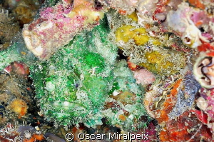 FROGFISH CAMOUFLAGE
3 together, can you see them?
(gree... by Oscar Miralpeix 